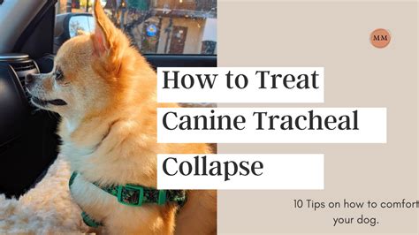 Dog Tracheal Collapse Home Treatment